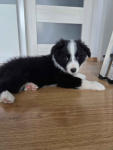 Szczeniaki border collie sprzedam Bieliny - zdjęcie 4