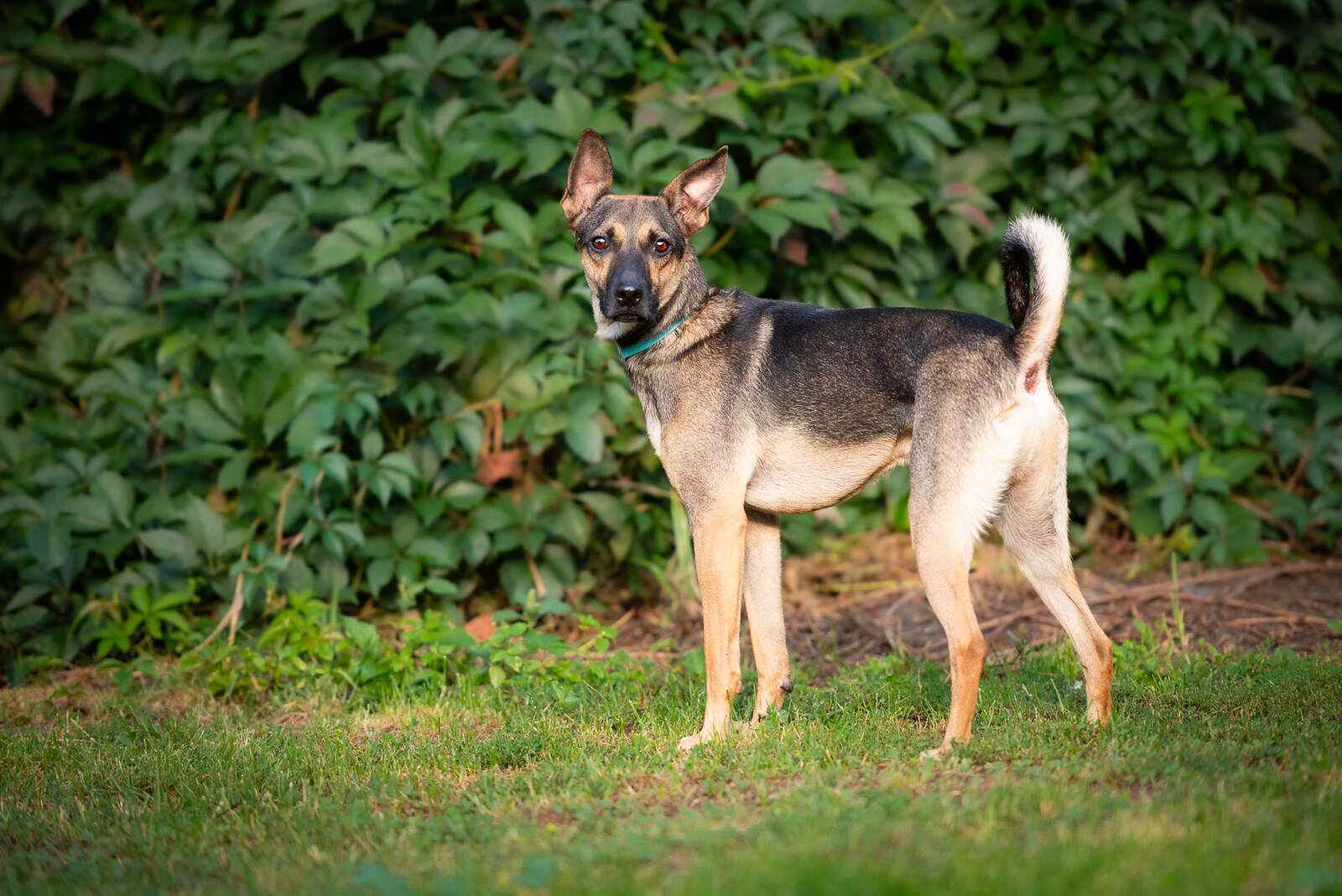 Dingo - zwykły niezwykły psiak szuka domu Olsztyn - zdjęcie 5