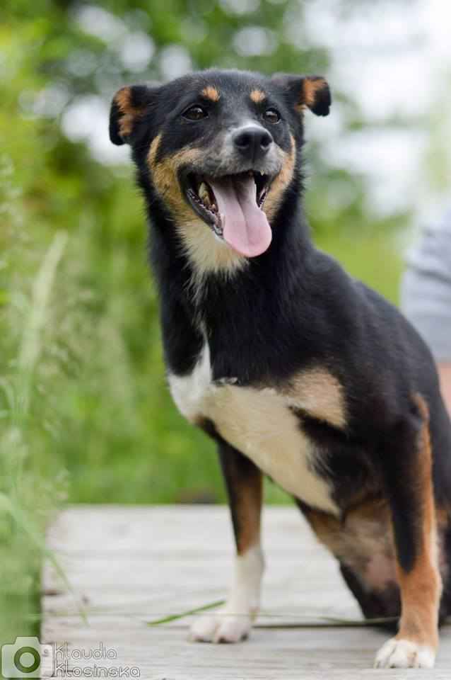 Niewielka Natka, niekonfliktowa sunia PILNIE szuka domu! Olsztyn - zdjęcie 6