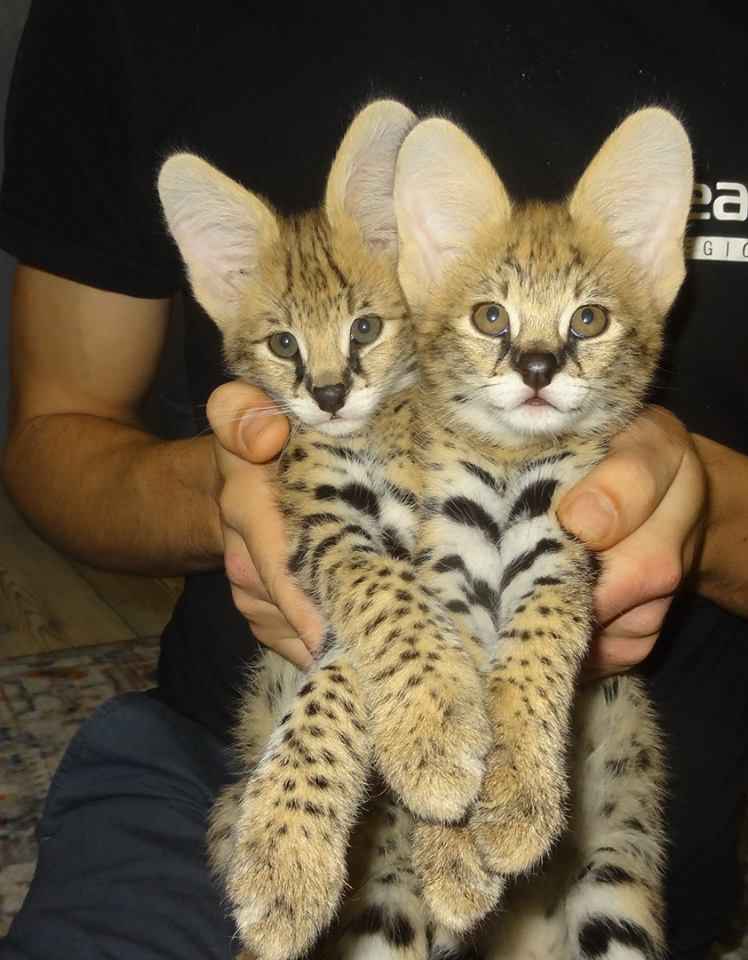 1 332 Dostępne kocięta rasy savannah i serwal Warzno - zdjęcie 10
