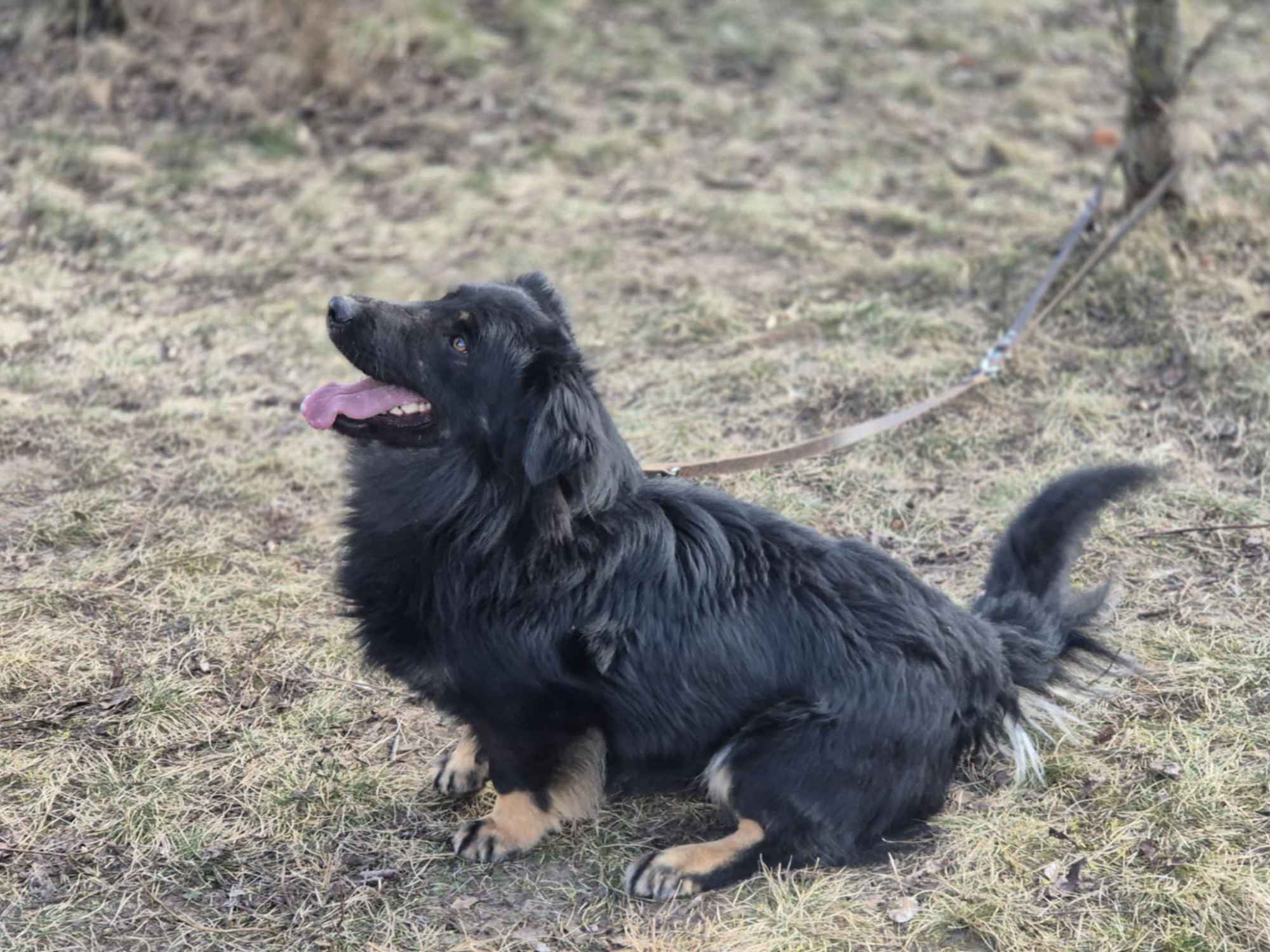 Kajtuś - fantastyczny, inteligentny przegubowiec szuka domu! Olsztyn - zdjęcie 4