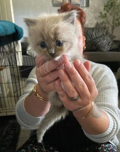 Ukamienowany kotek Ragdoll Bielany - zdjęcie 3