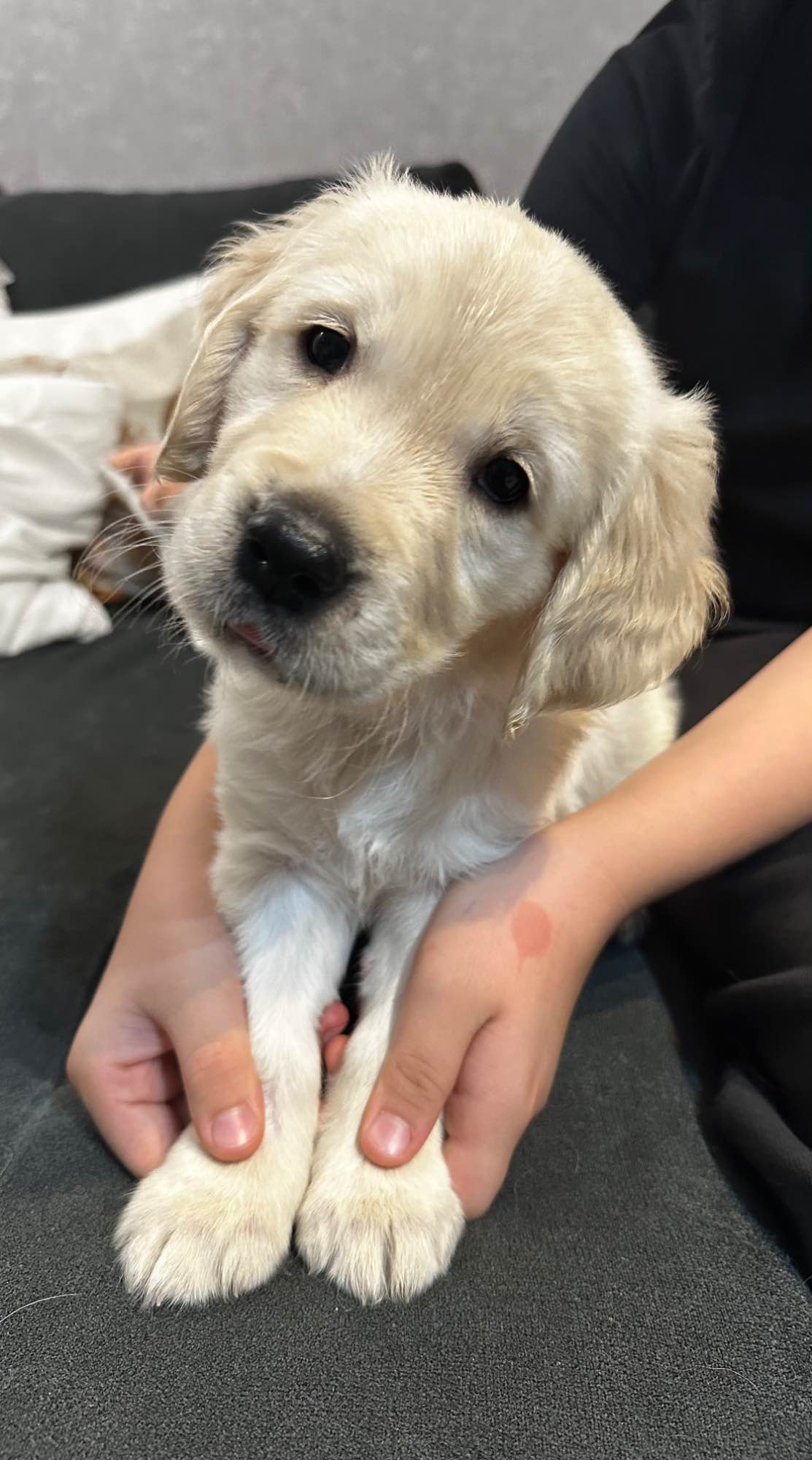 Goldenki gotowe na zmianę domu Łęgowo - zdjęcie 4