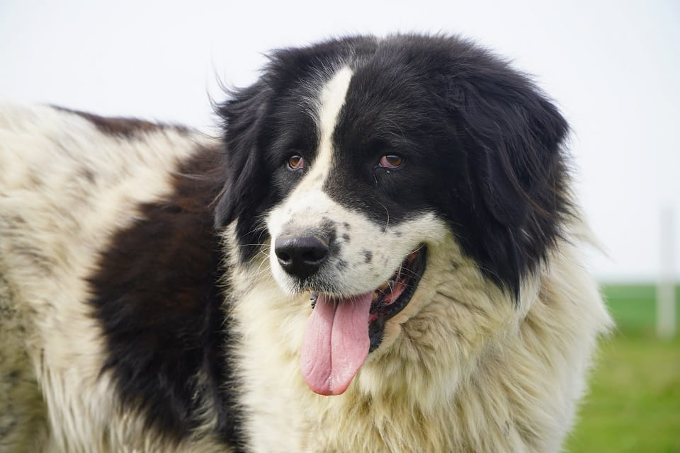 Kacper czeka właśnie na Ciebie! Łętkowice - zdjęcie 1