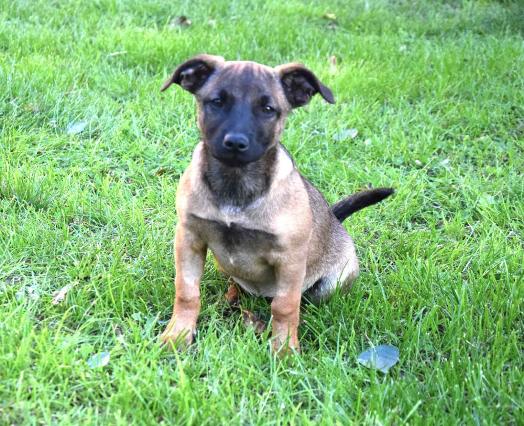 5 miesięczna Tina szczeniak szuka domu! Olsztyn - zdjęcie 1