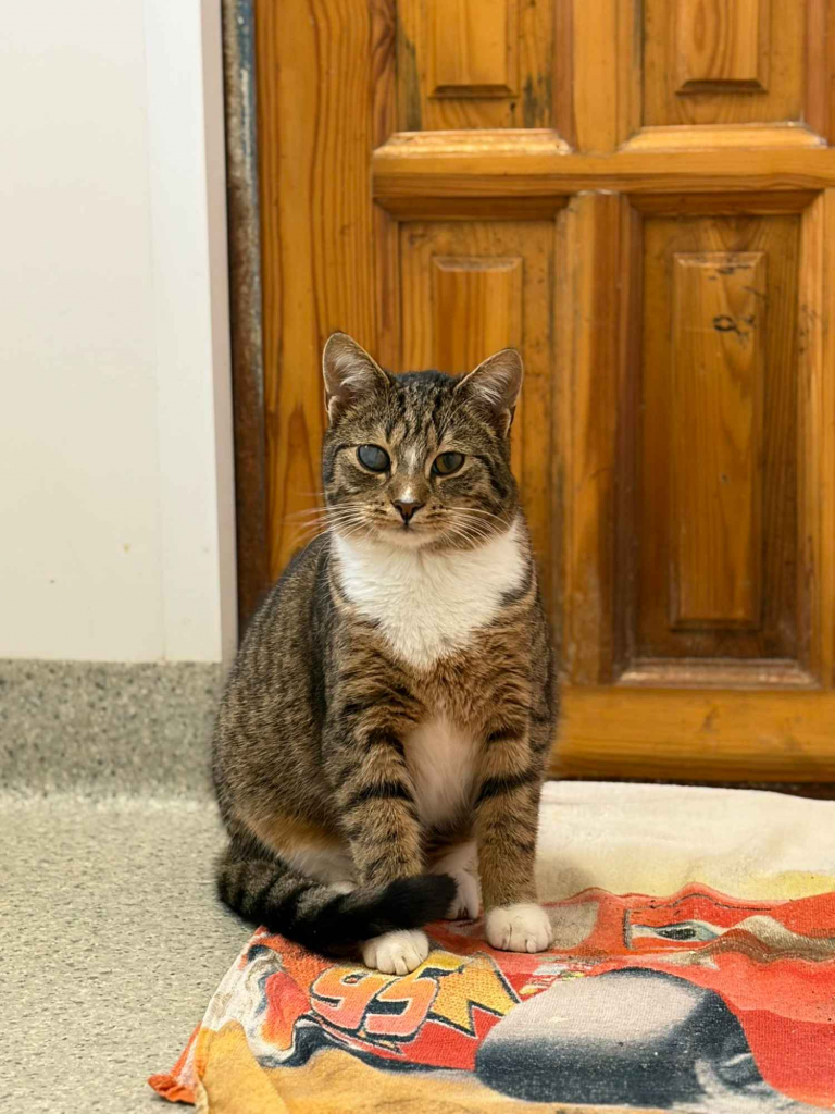 Stich - łagodny, delikatny, nieśmiały kociak Olsztyn - zdjęcie 1