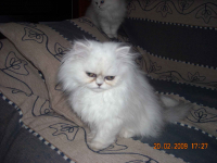 Kocieta perskie-szynszylowe srebrzysto-biale zielonookie Ochota - zdjęcie 5