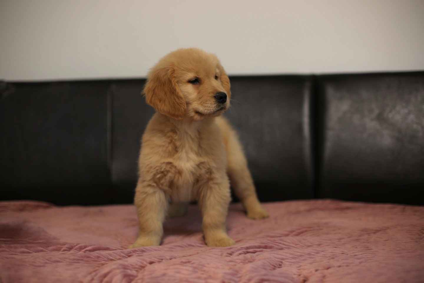 GOLDEN RETRIEVER- typ amerykański, złote szczenięta, ZKwP Psie Pole - zdjęcie 3