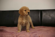 GOLDEN RETRIEVER- typ amerykański, złote szczenięta, ZKwP Psie Pole - zdjęcie 3