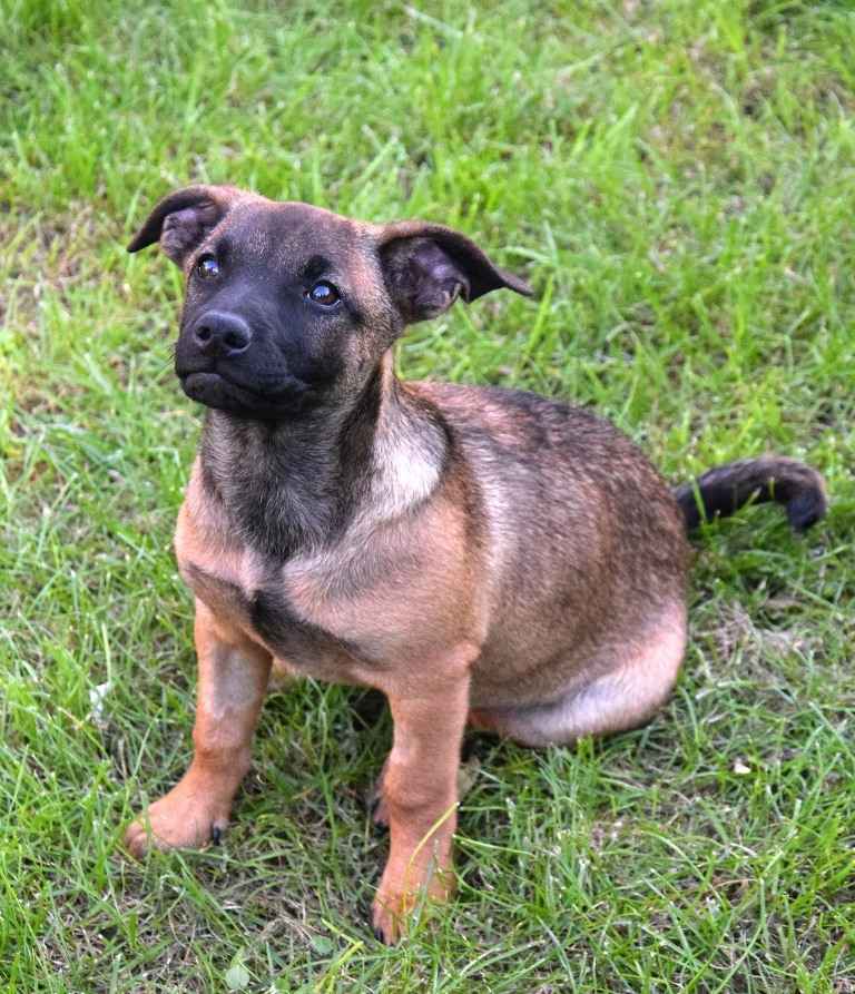 LUNA beżowa z czarną kufą szuka domu Sochaczew - zdjęcie 1