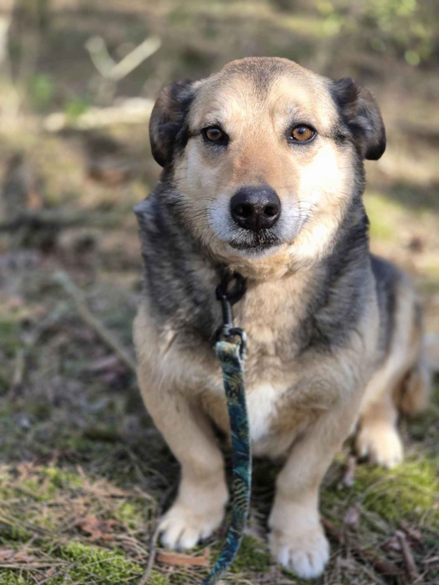 Figa - suczka w typie corgi, wesoła Olsztyn - zdjęcie 4