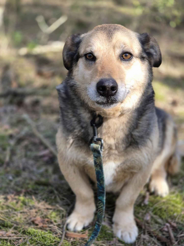 Figa - suczka w typie corgi, wesoła Olsztyn - zdjęcie 4