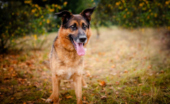 Lizak - kochany, przyjazny owczarek szuka domu Olsztyn - zdjęcie 4