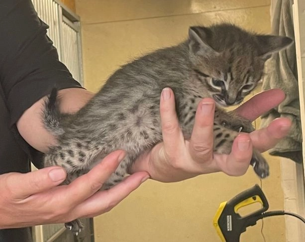 Oszałamiający ogromny kociak F3 TICA Savannah Bielany - zdjęcie 1