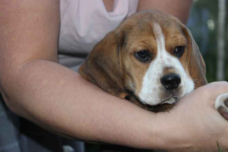 Beagle szczeniaczki ZKwP FCI po Championach Aleksandria - zdjęcie 9