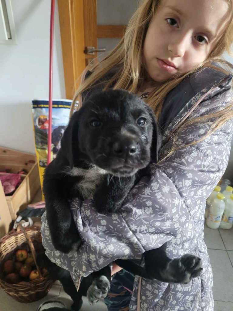 Szczeniaki wyżeł niemiecki Złoczew - zdjęcie 5