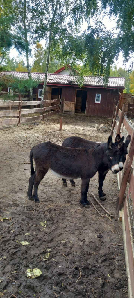 sprzedam osiołki 3 sztuki Szydłówiec - zdjęcie 3