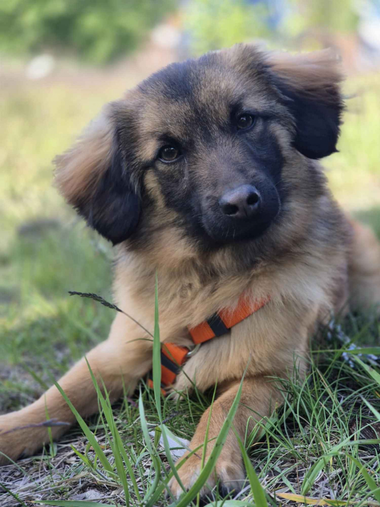 Cudowny Bursztynek - malutkie szczęście do pokochania! Olsztyn - zdjęcie 1