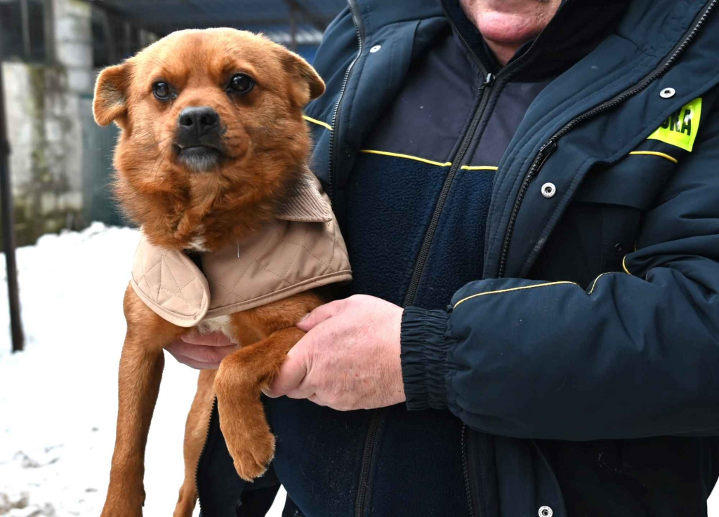 Słodki Ząbek szuka domu, za kilka dni grozi mu schronisko Pułtusk - zdjęcie 2