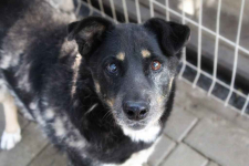 Babunia Perełka szuka swojego wymarzonego domu! Olsztyn - zdjęcie 2