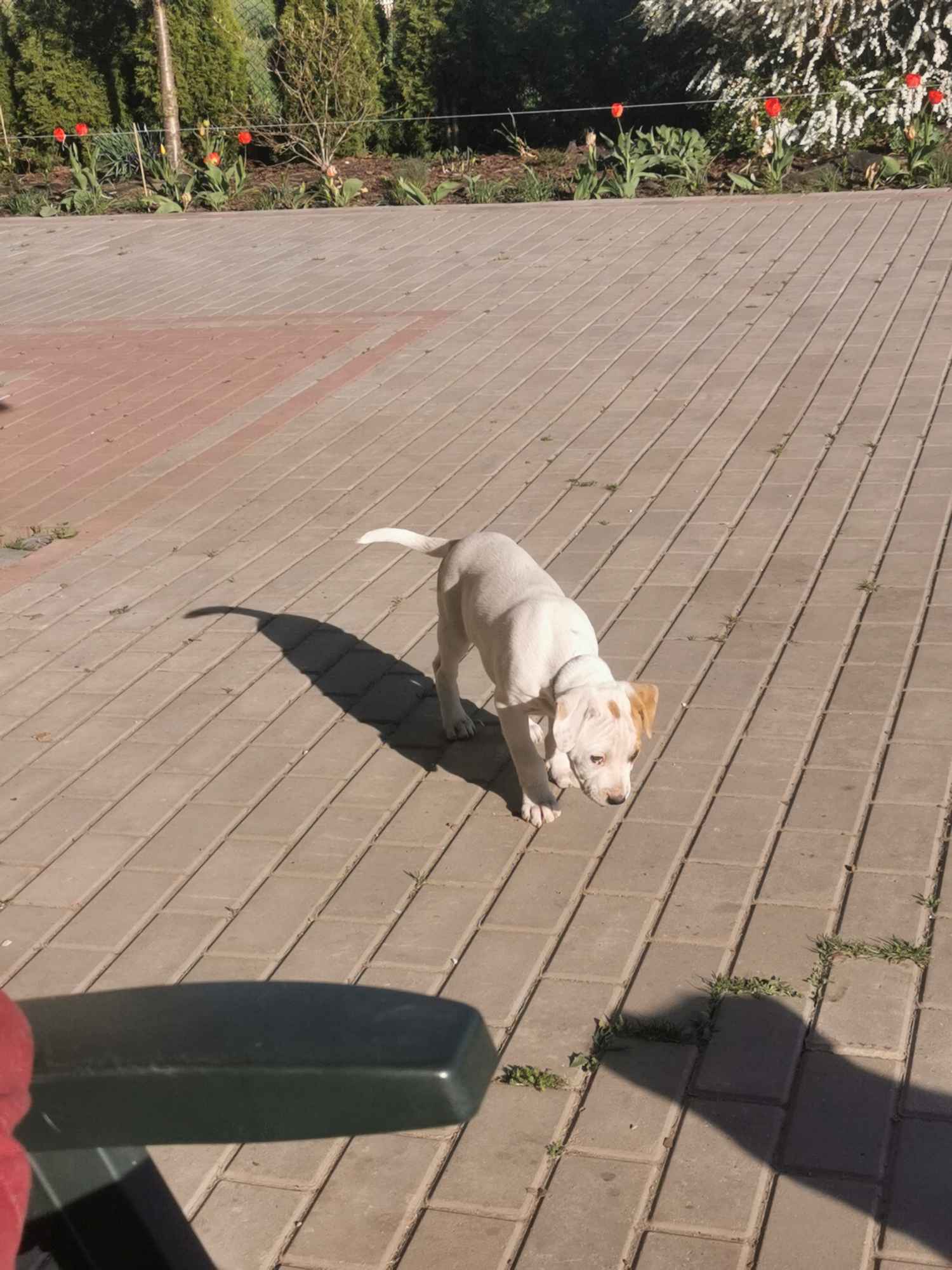Suczka i piesek amstaff Oleksów - zdjęcie 3