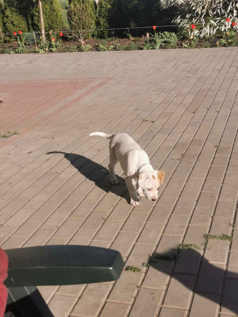 Suczka i piesek amstaff Oleksów - zdjęcie 3