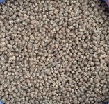 Łubin wąskolostny gorzki