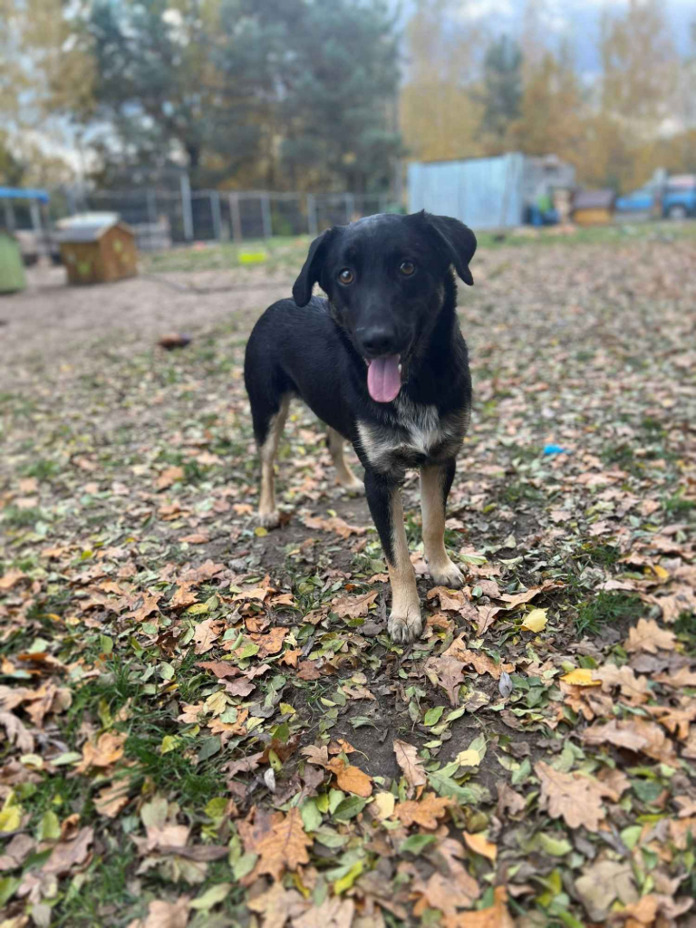 10 miesięczny Majlo - wesoły, przyjazny szczeniak! Olsztyn - zdjęcie 4