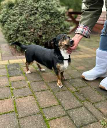 Dwie nakolankowe, domowe, wesołe sunieczki! Olsztyn - zdjęcie 2