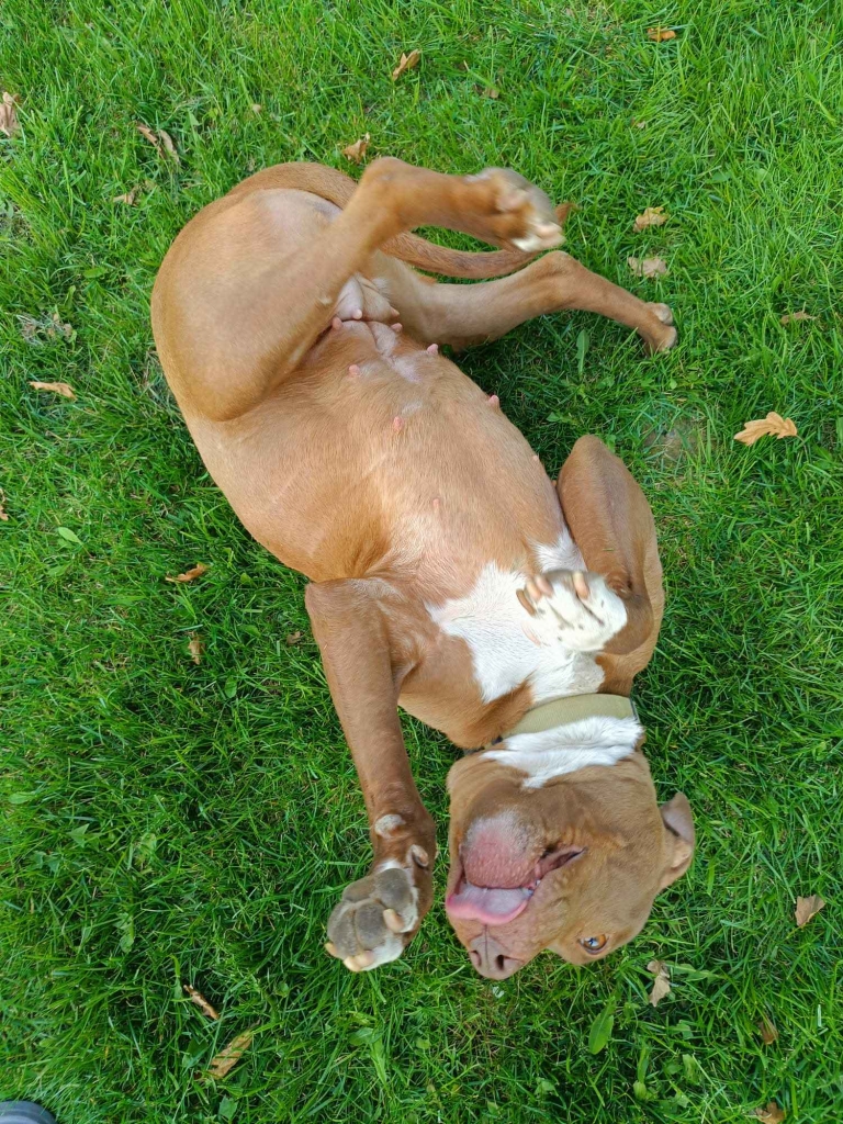 Megi - wyjątkowa sunia w typie pitbulla szuka domu! Olsztyn - zdjęcie 2