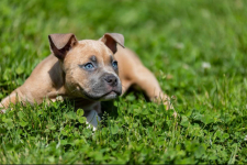 American Bully pocket Limanowa - zdjęcie 11