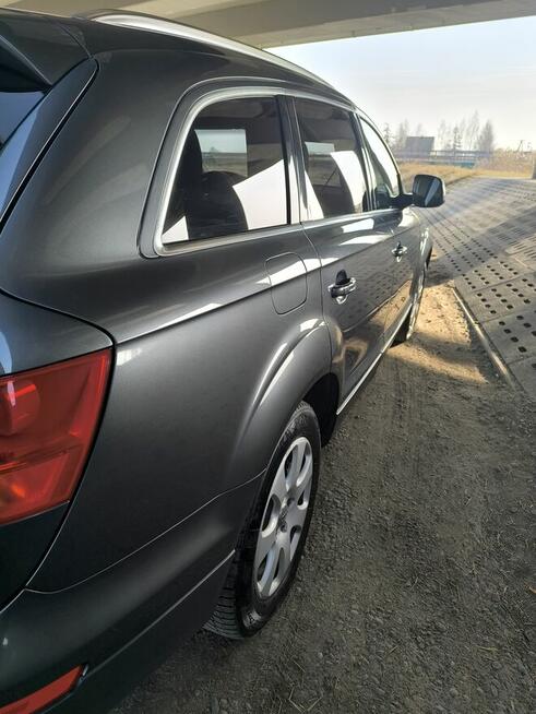 Kukurydza 7 Cedry Małe - zdjęcie 4