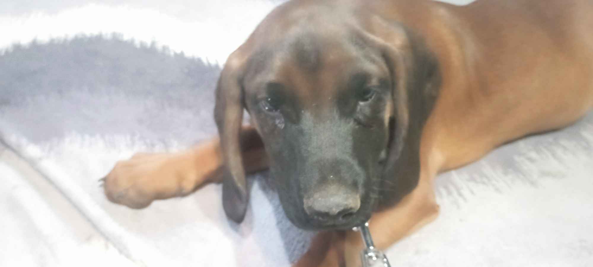 Szczeniak posokowiec bawarski Brzostek - zdjęcie 3