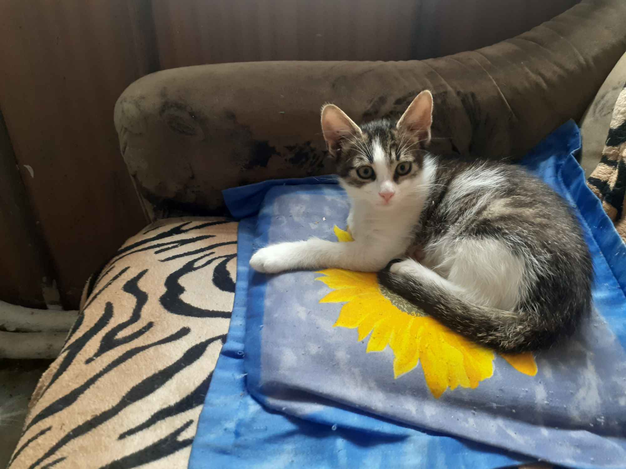 Oďdam dwa małe kocurki Strzegom - zdjęcie 1