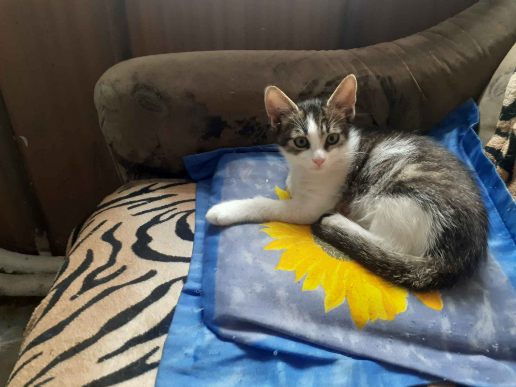 Oďdam dwa małe kocurki Strzegom - zdjęcie 1