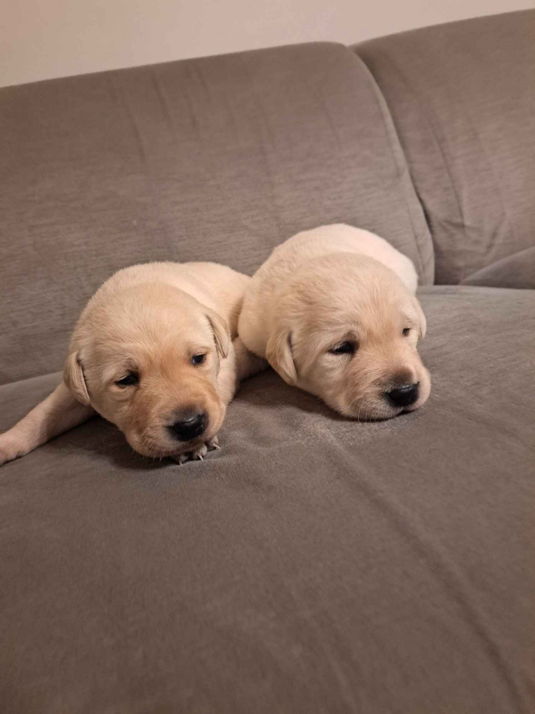 Labrador Retriever Gruszów Wielki - zdjęcie 2