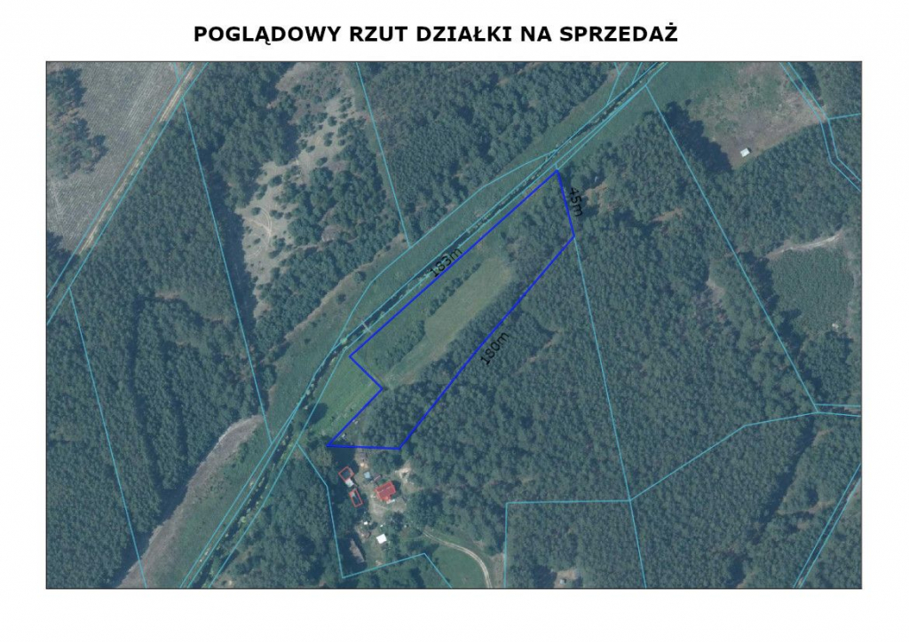 Rola w Puszczy Noteckiej. Marylin - zdjęcie 3