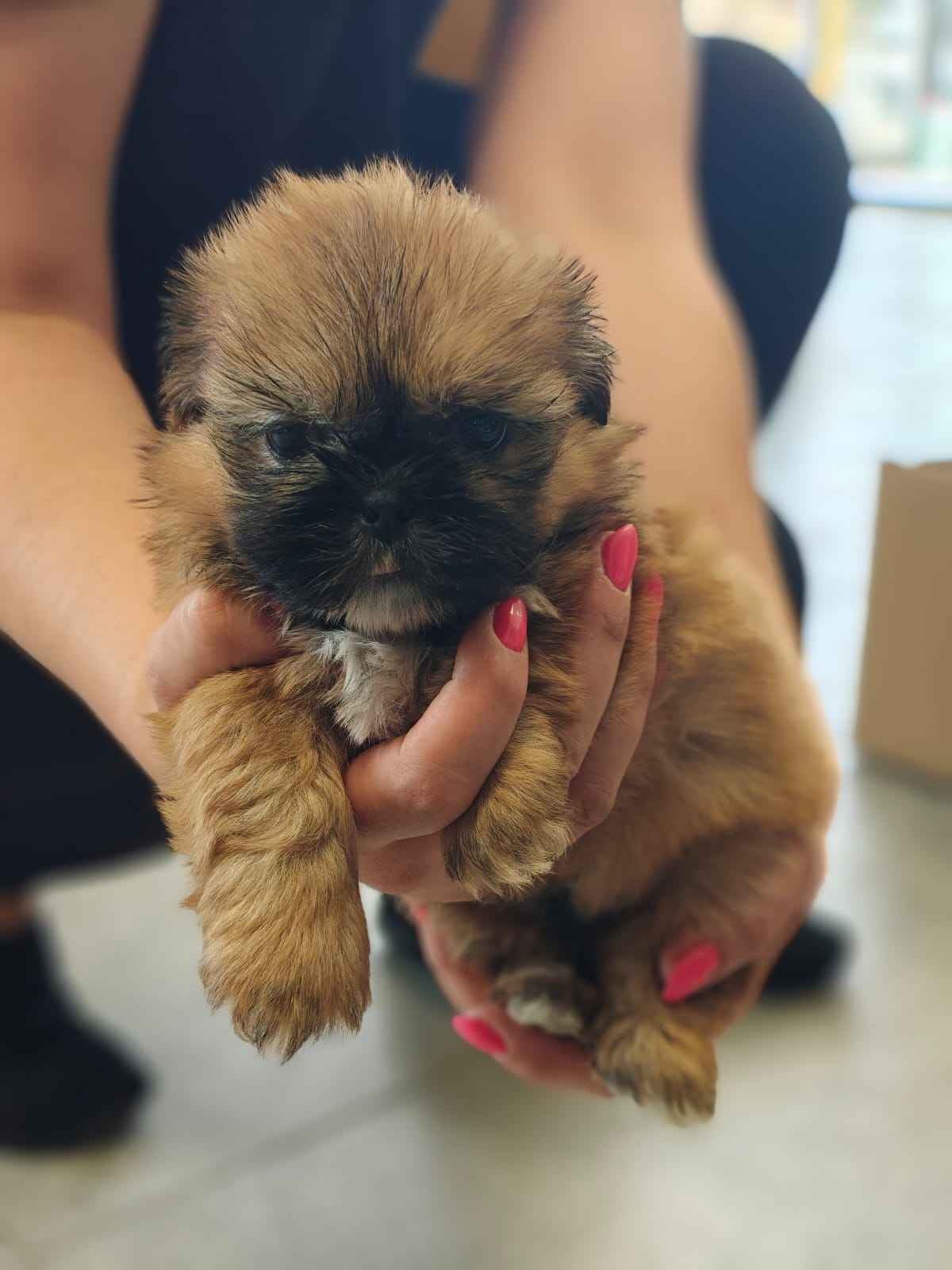 Shihtzu Myszyniec - zdjęcie 2