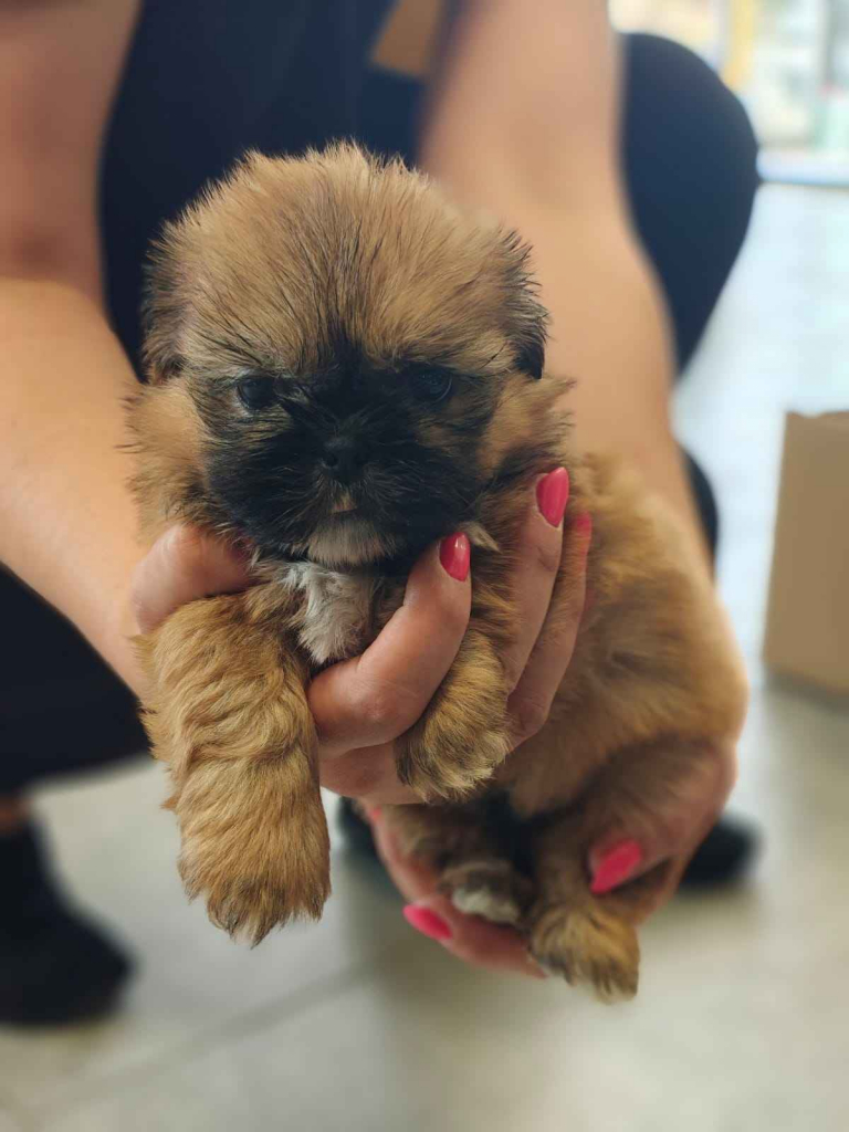 Shihtzu Myszyniec - zdjęcie 2