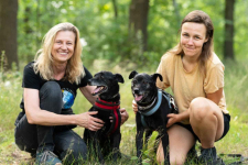 Devi i Devo - łagodne, poczciwe psiaki szukają wspólnego domu! Olsztyn - zdjęcie 5