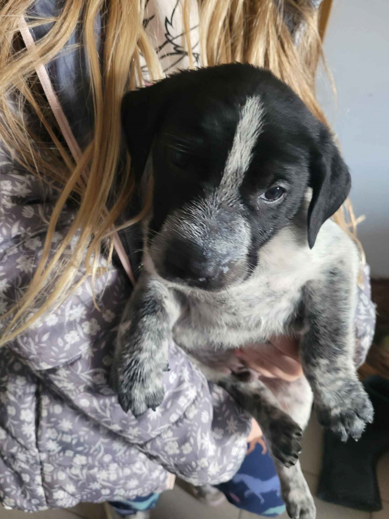 Szczeniaki wyżeł niemiecki Złoczew - zdjęcie 8