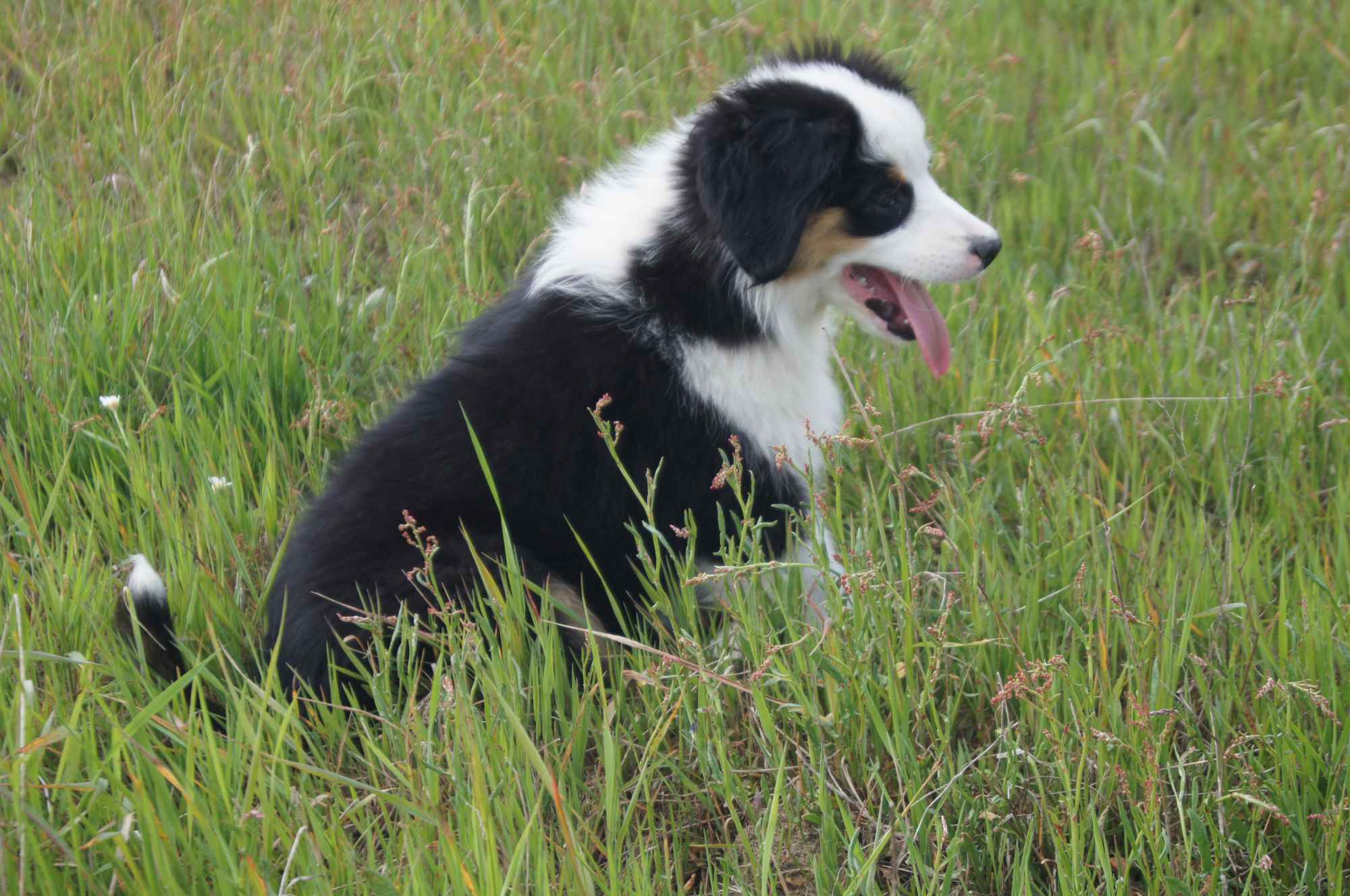 Miniaturowy Owczarek Amerykański Olsztynek - zdjęcie 1