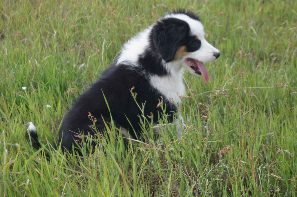 Miniaturowy Owczarek Amerykański Olsztynek - zdjęcie 1