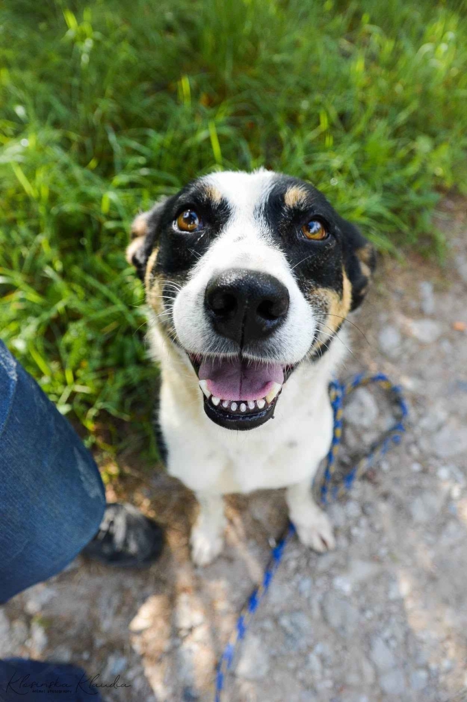 Pepsi - całe życie w schronisku, super sunia do adopcji Olsztyn - zdjęcie 1