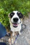 Pepsi - całe życie w schronisku, super sunia do adopcji