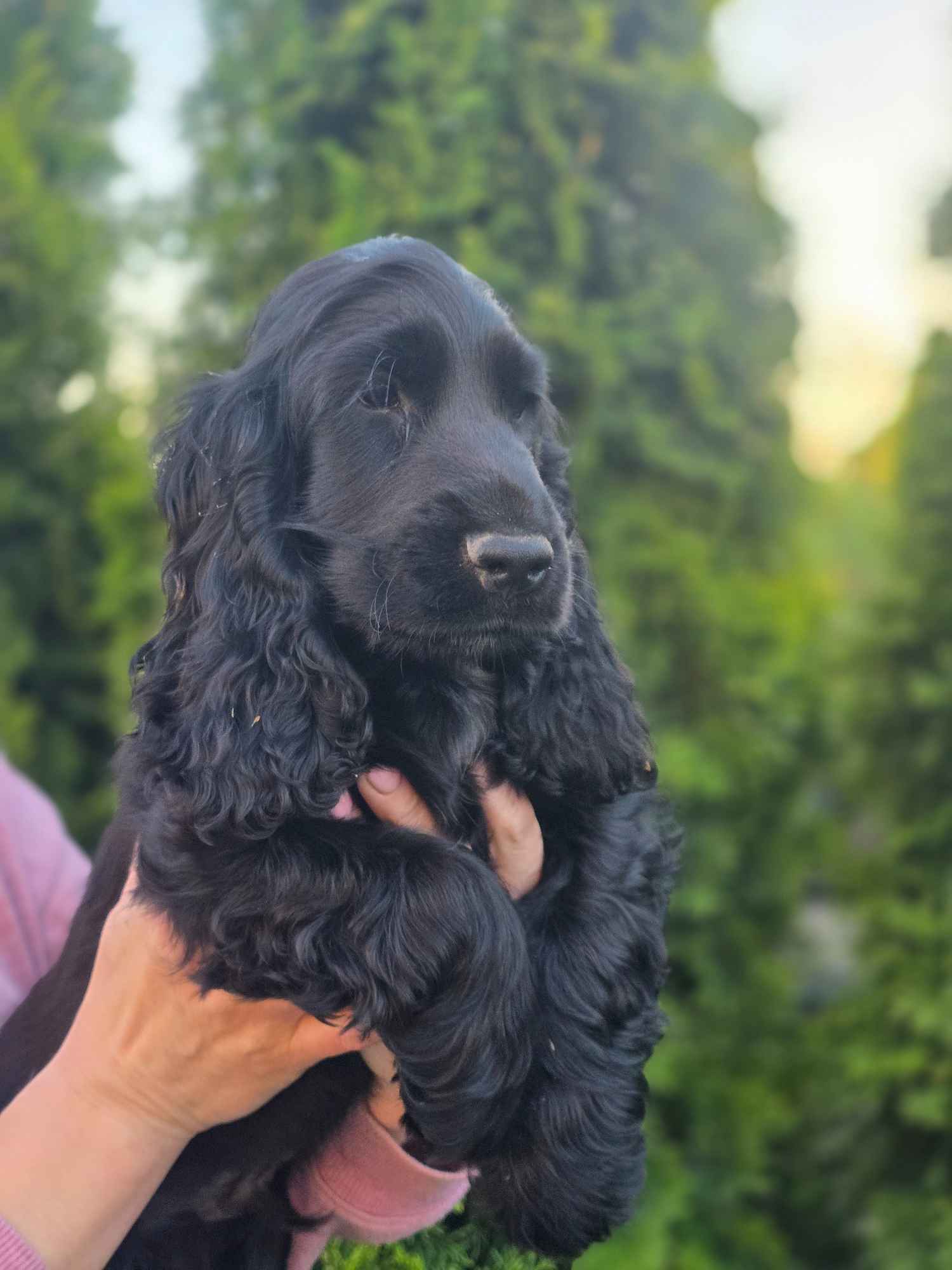 Cocker Spaniel Angielski czarne!!! Goliszew - zdjęcie 2