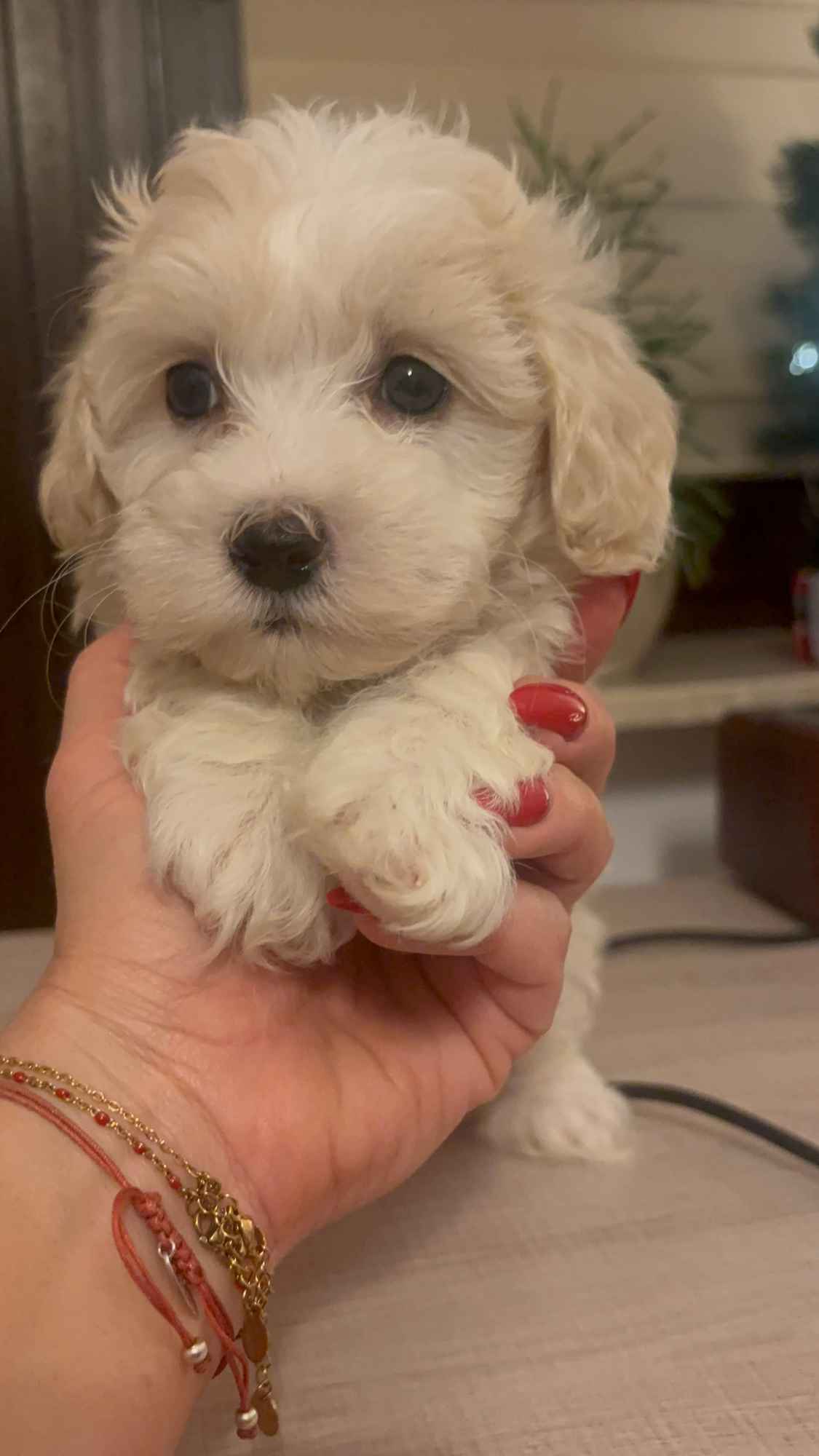 Maltipoo piesek biszkoptowy F1 Częstochowa - zdjęcie 3