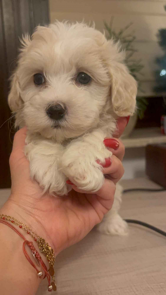 Maltipoo piesek biszkoptowy F1 Częstochowa - zdjęcie 3