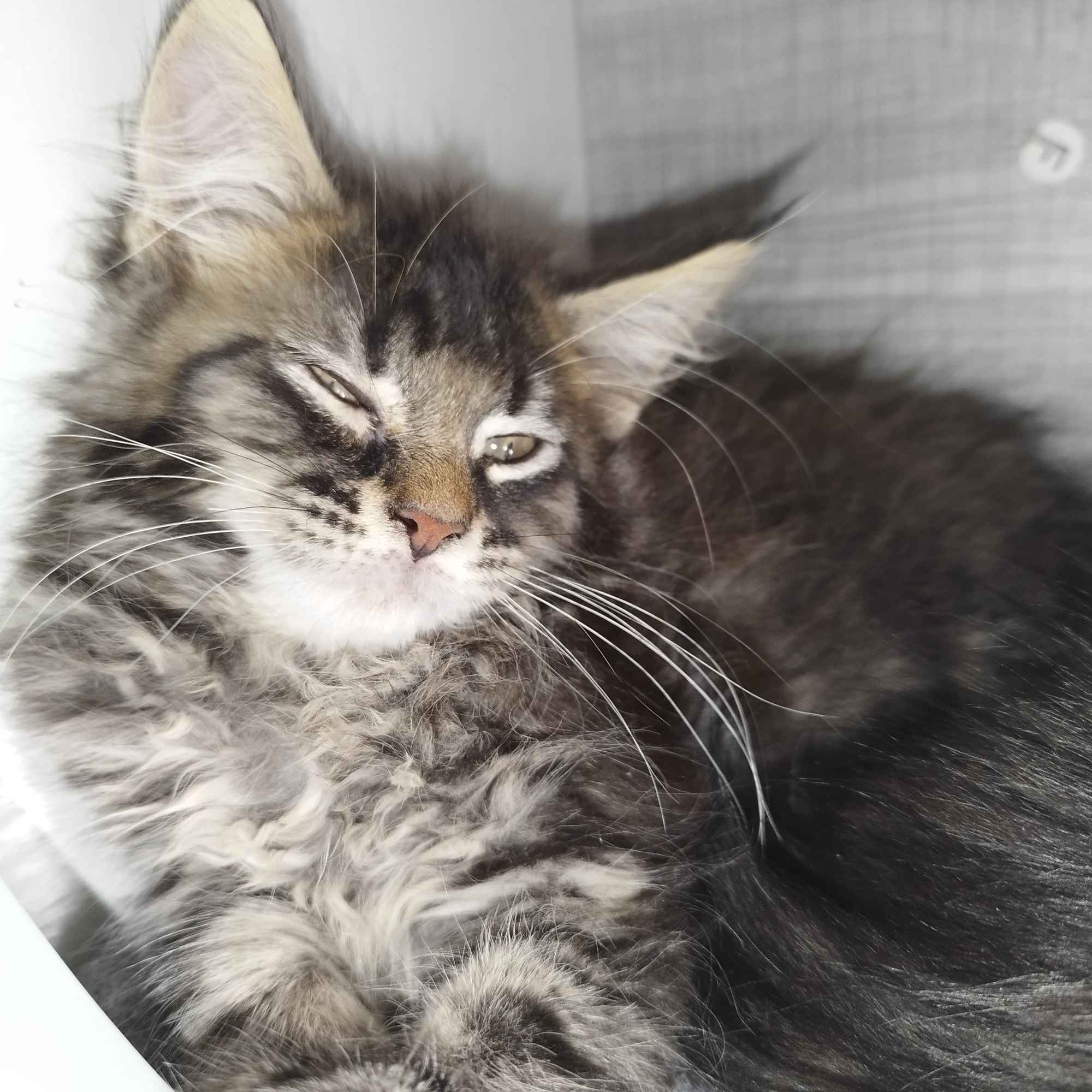 Maine Coon Sulejówek - zdjęcie 10