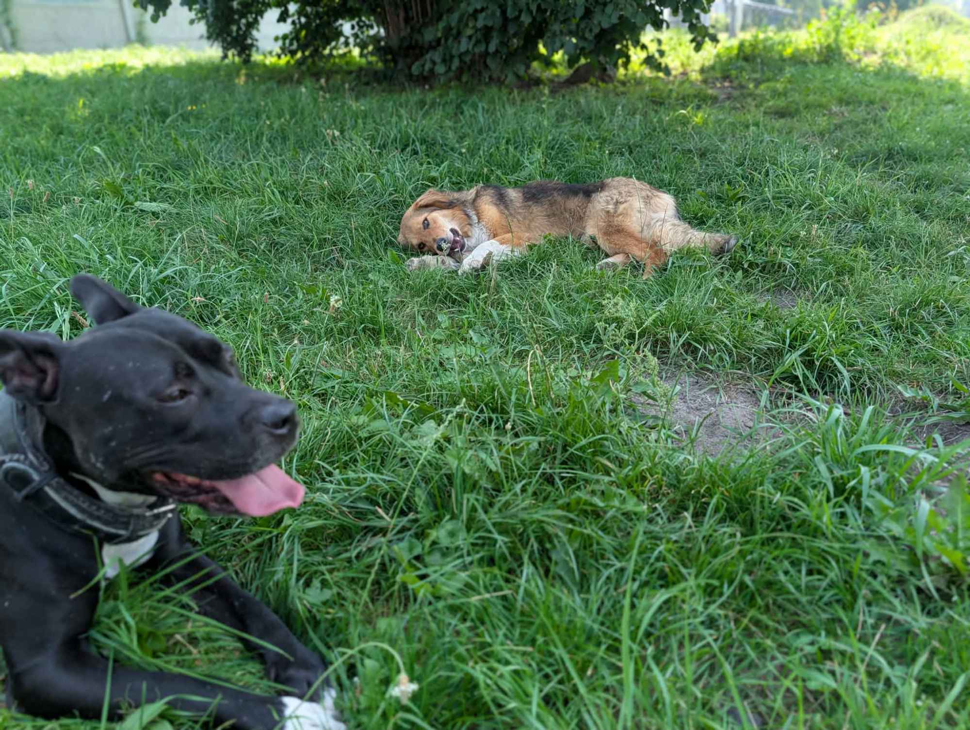 Sofi - roczna, domowa, wychowana sunia Olsztyn - zdjęcie 7
